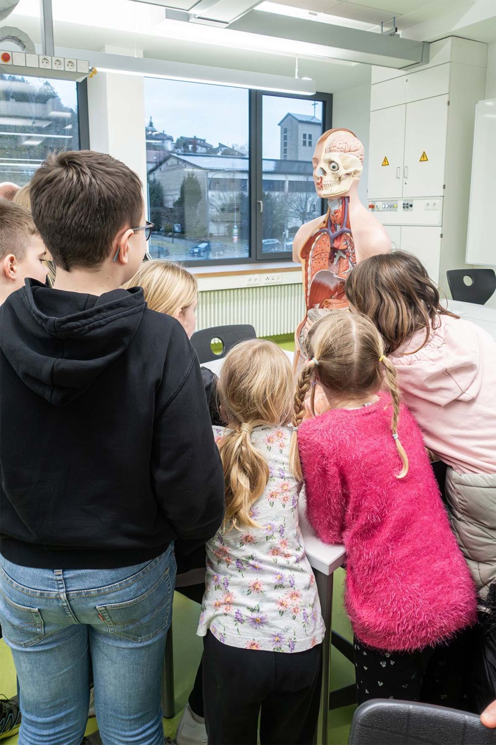 Organe des Körpers anhand einer Puppe